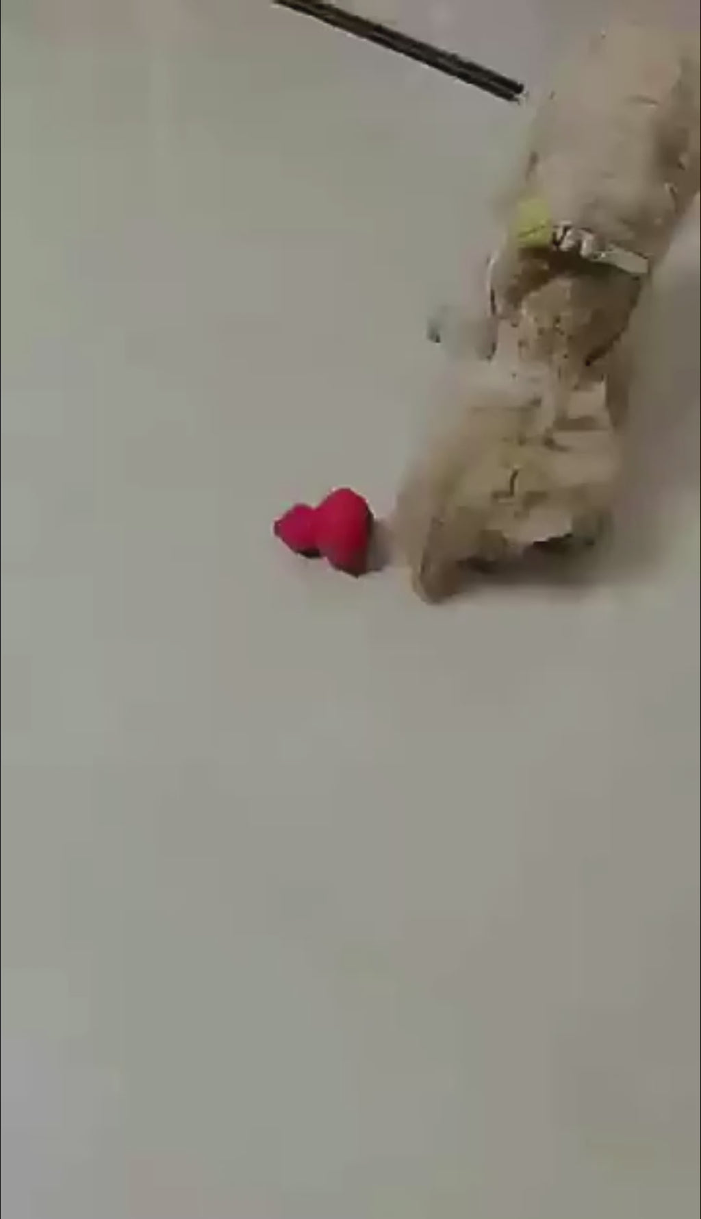 Reduce ansiedad y aburrimiento, tu mascota hace ejercicio mental mientras tú trabajas.